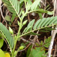 Chamaecrista kleinii (Wight & Arn.) V.Singh